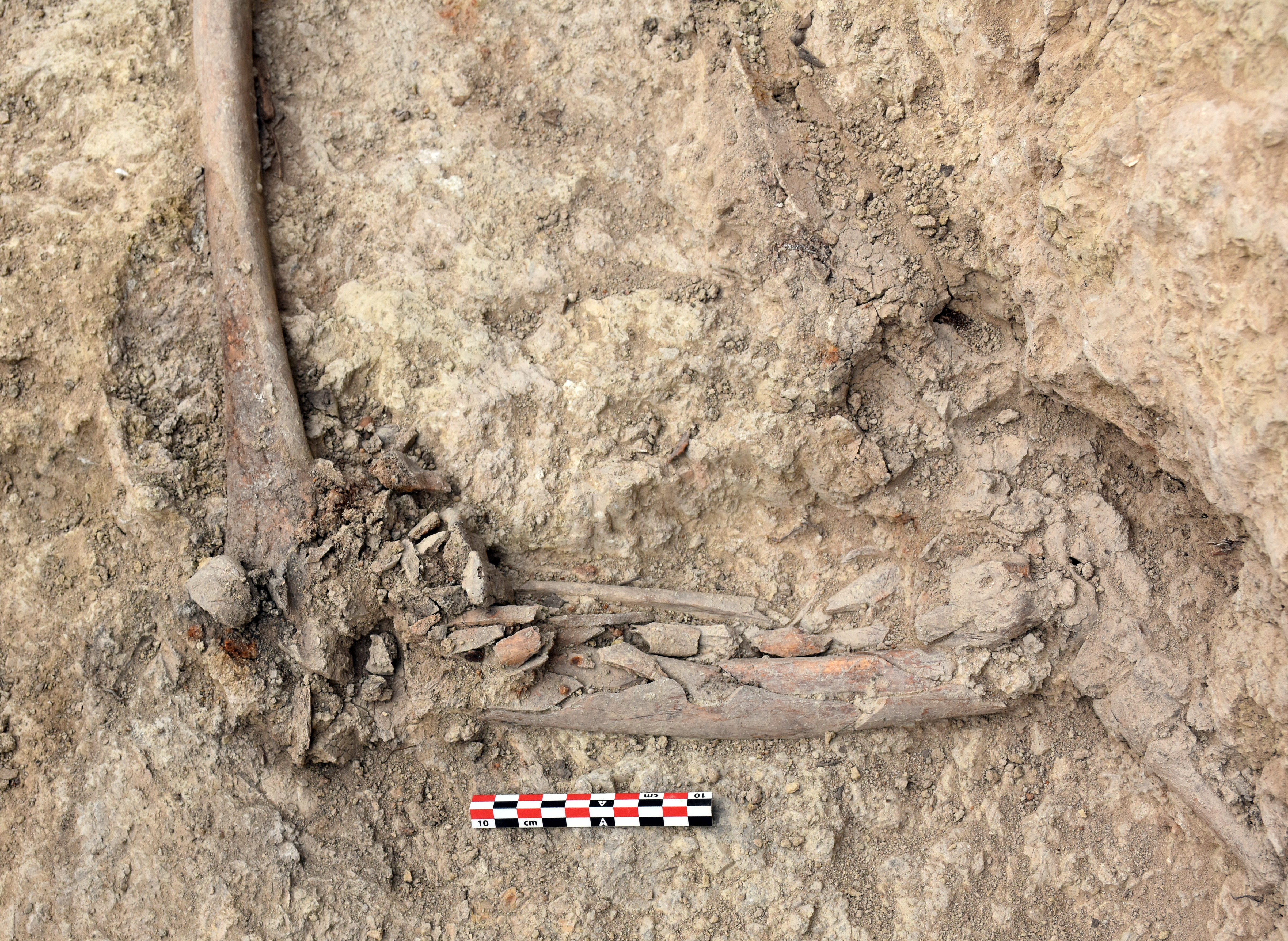 Skeletal remains of Republican soldiers from the Spanish Civil War found in the Era de Cal Lico mass grave in Alentorn