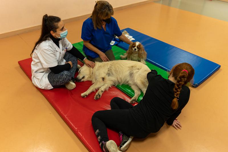 A teenager pets the two dogs in her mental health therapy session at Hospital Clinic's children and youth mental health daycare center