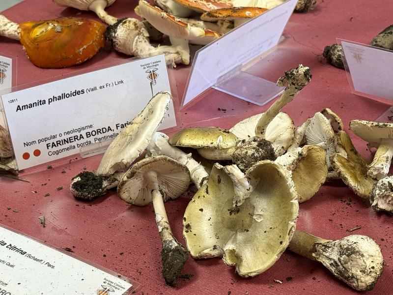 'Amanita phalloides,' highly toxic mushrooms known as 'death caps', collected above 1,000 meters of altitude in the Alt Pirineu Natural Park