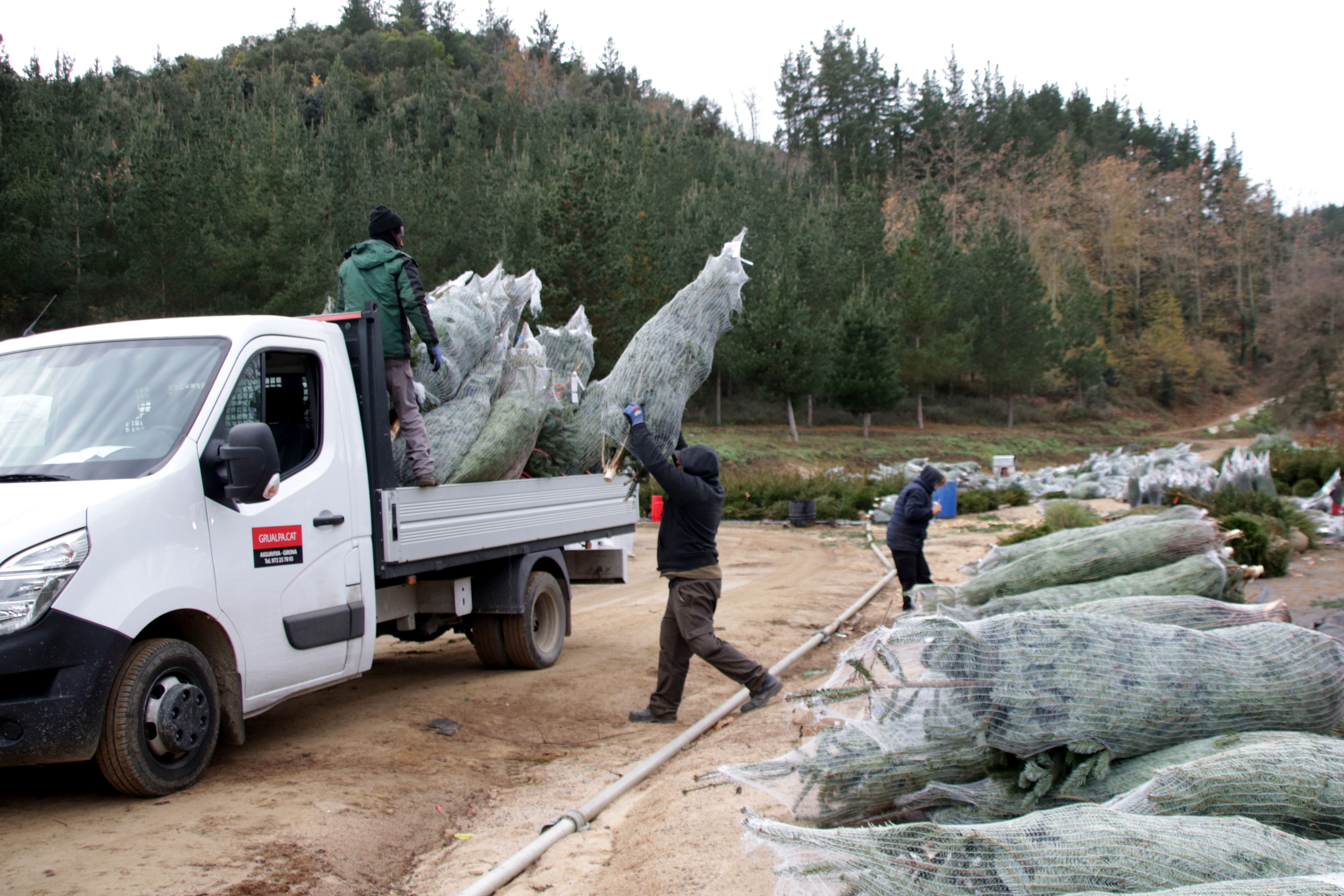 A worker loading a fir tree into a van