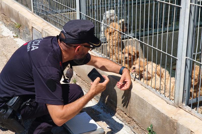 A Mossos officer with puppies after an operation by the Girona URMA