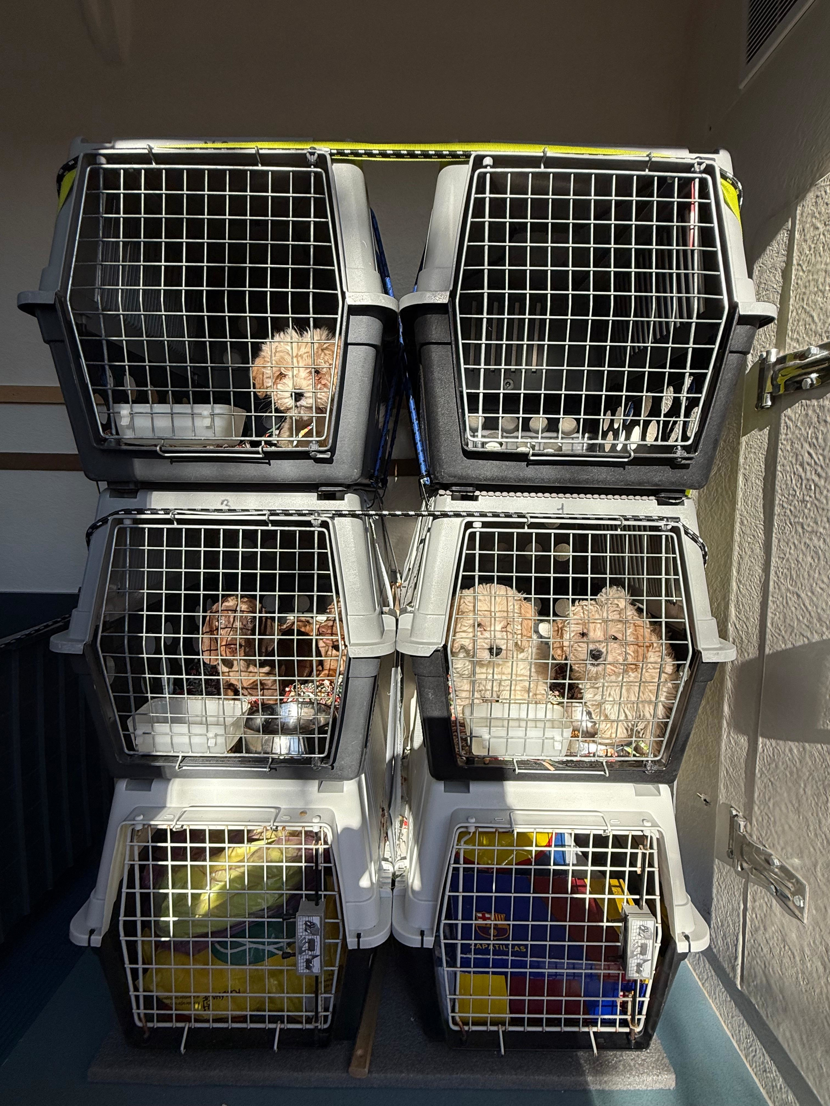 Puppies intercepted by Girona URMA