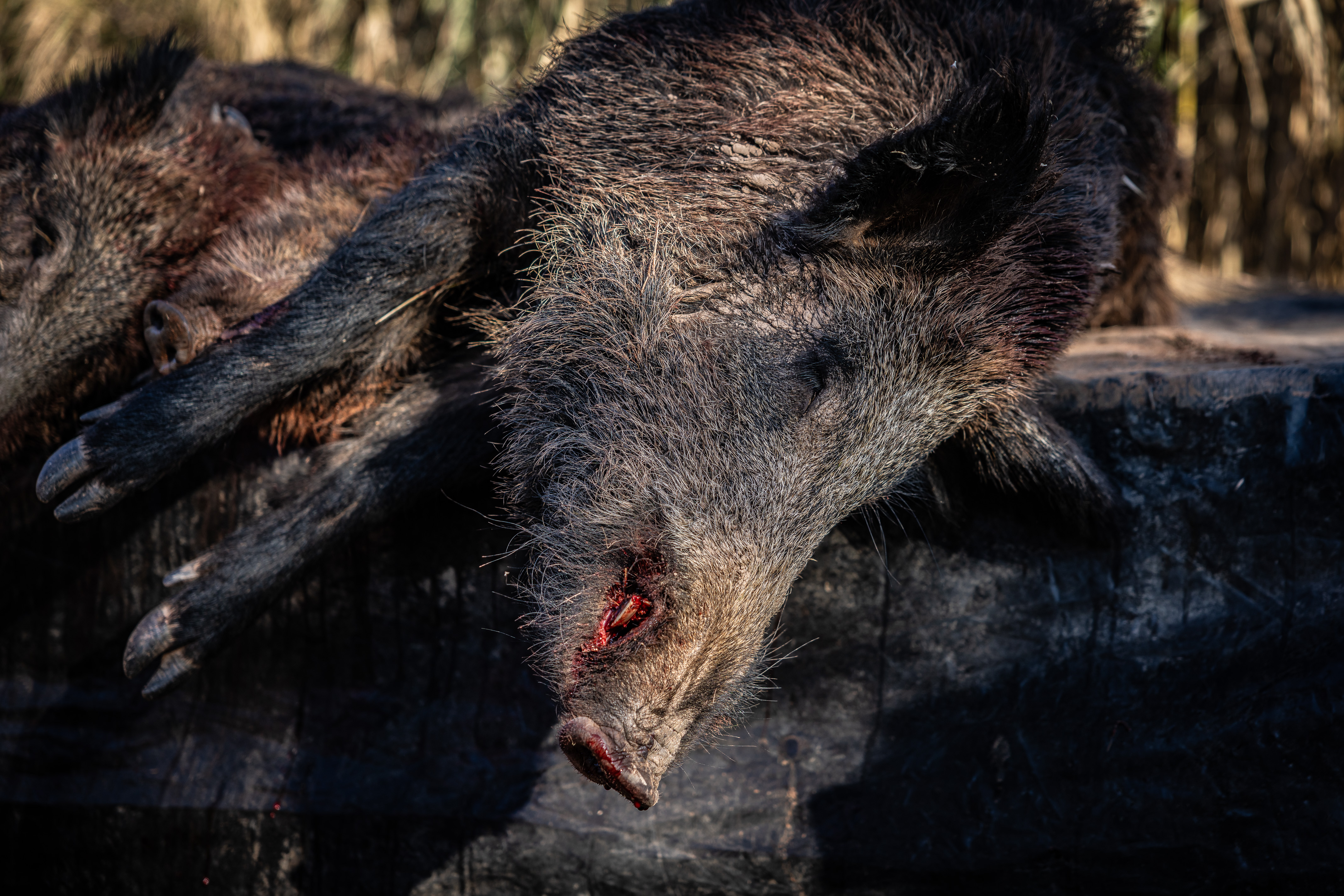 A dead wild boar