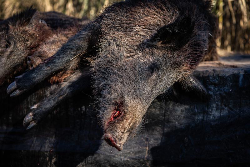 A dead wild boar