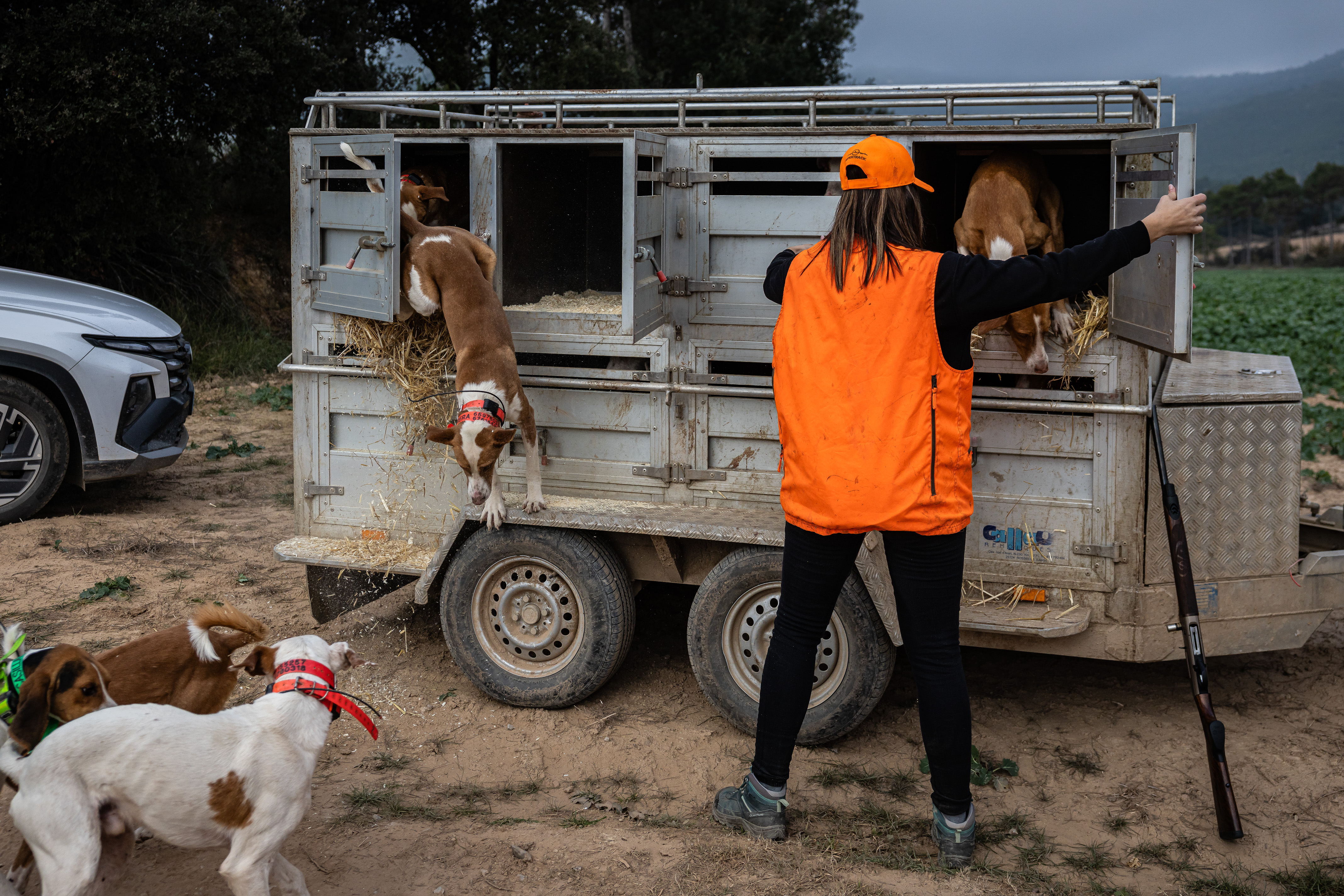 Hunter releases dogs for wild boar hunt