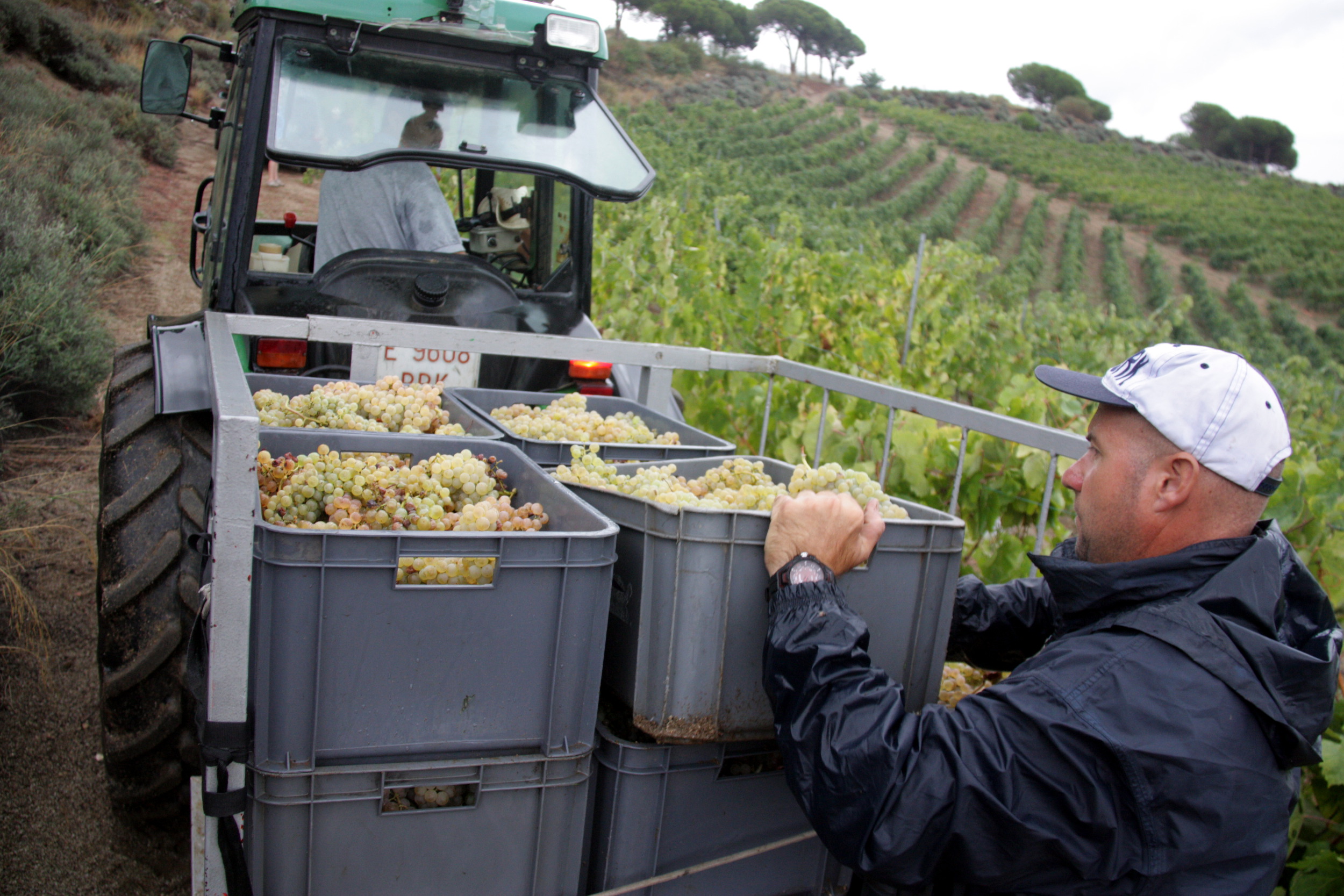 A grape harvester from Alta Alella loads a box full of grapes onto the tractor